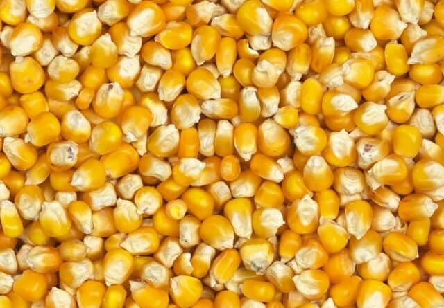 La hausse des prix du maïs à Mbujimayi