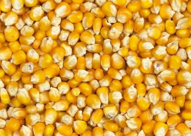 La hausse des prix du maïs à Mbujimayi