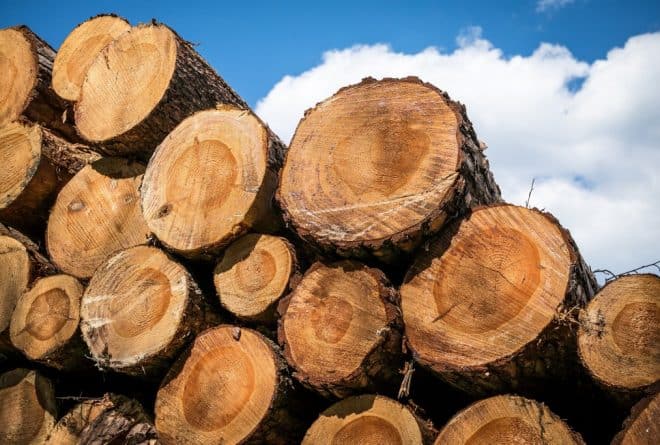 Le bois exporté du Congo sans l’identité congolaise