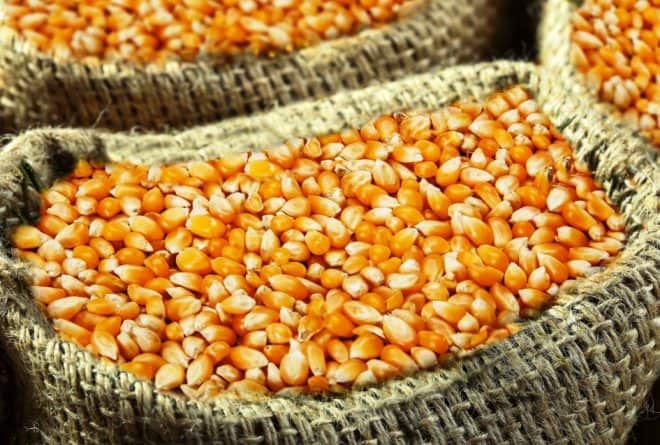Vente du maïs : les « Diamanyi » affament Mbujimayi