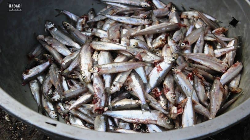 Bukavu : le sambaza matinal, ce poisson qui donne de l’emploi aux jeunes