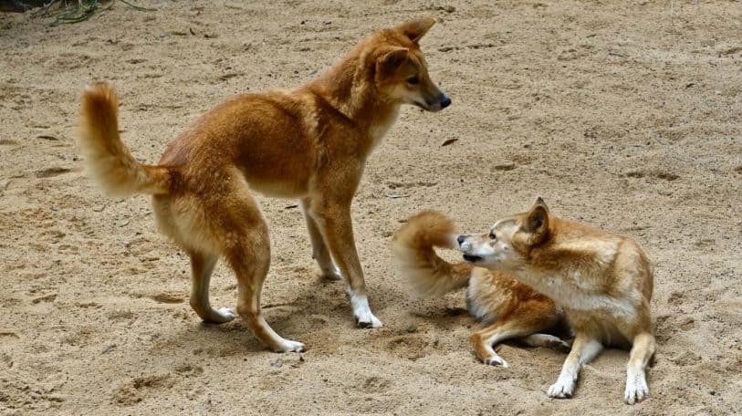Même les chiens malades, on les mange à Mbujimayi