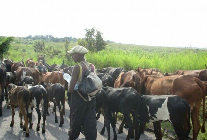 Ces éleveurs de vaches qui font peur à Kinshasa
