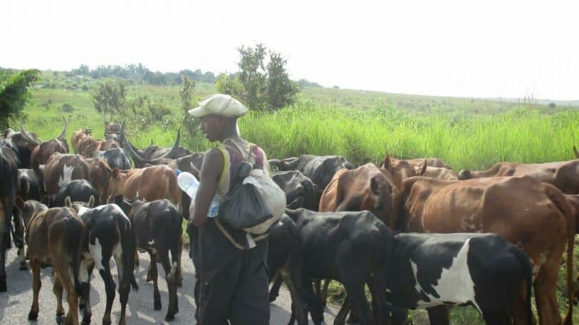 Ces éleveurs de vaches qui font peur à Kinshasa