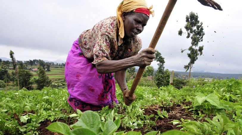 Les paysans ne voteront que pour les candidats soucieux du développement agricole