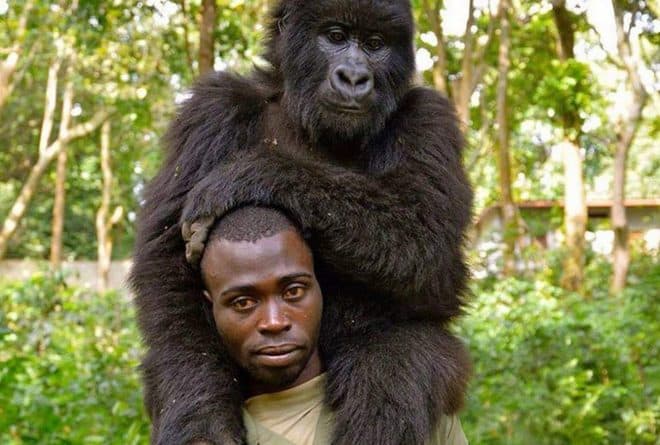 Matthieu Shamavu, l’homme en selfie avec deux gorilles
