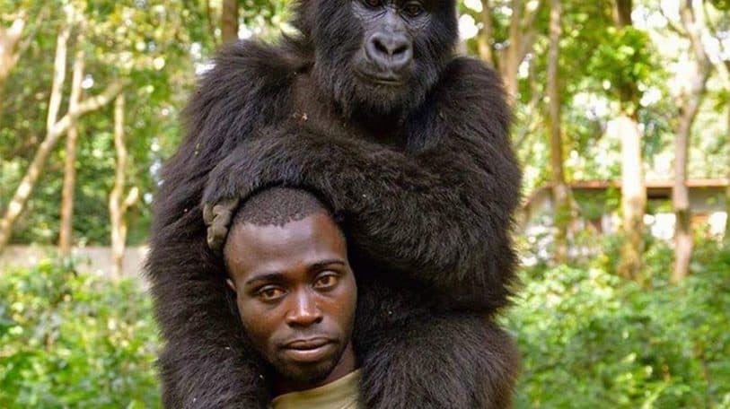 Matthieu Shamavu, l’homme en selfie avec deux gorilles
