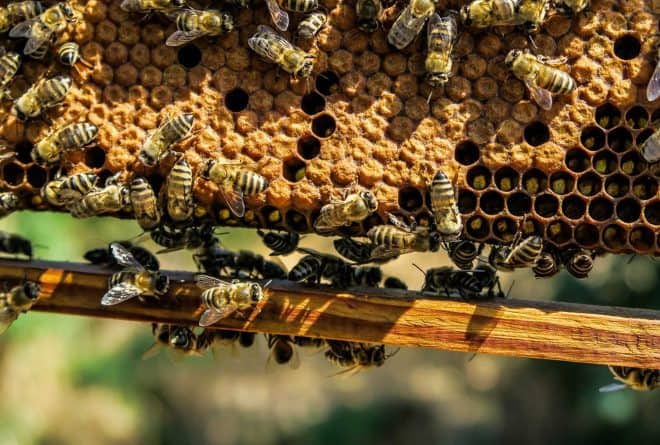 L’apiculture pour sauver la forêt à Sakania