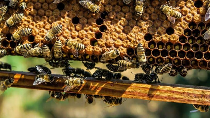 L’apiculture pour sauver la forêt à Sakania