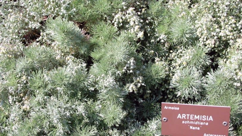 Paludisme : de l’artemisia pour sortir de la dépendance des produits pharmaceutiques