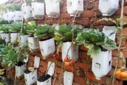 Légende : Jardins verticaux pour nourrir la ville de Bukavu, Bukavu 2019, @HabariRDC/Loni Joel