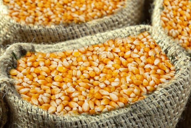 Importer la farine de maïs au lieu de cultiver, une honte pour la RDC