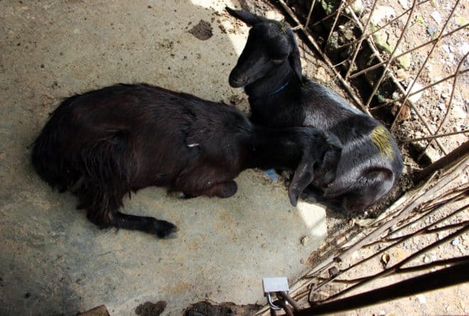 Kamalondo : mauvaises conditions de préparation de viandes de chèvres