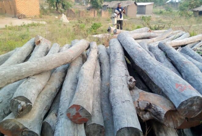 Le bois rouge en voie de disparition au Sud-Kivu !