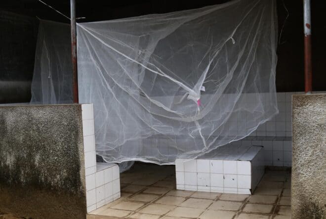 Non, les moustiquaires imprégnées d’insecticide ne tuent personne