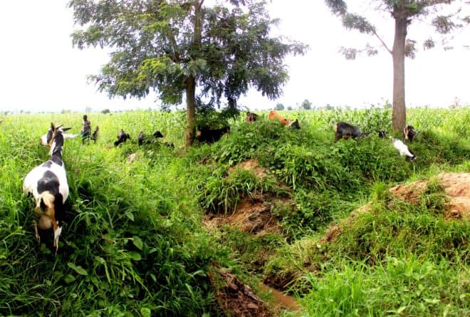Masisi : combattre les conflits fonciers entre éleveurs et agriculteurs