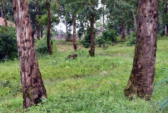 RDC : l’eucalyptus, une alternative pour la préservation des forêts au Kivu ?