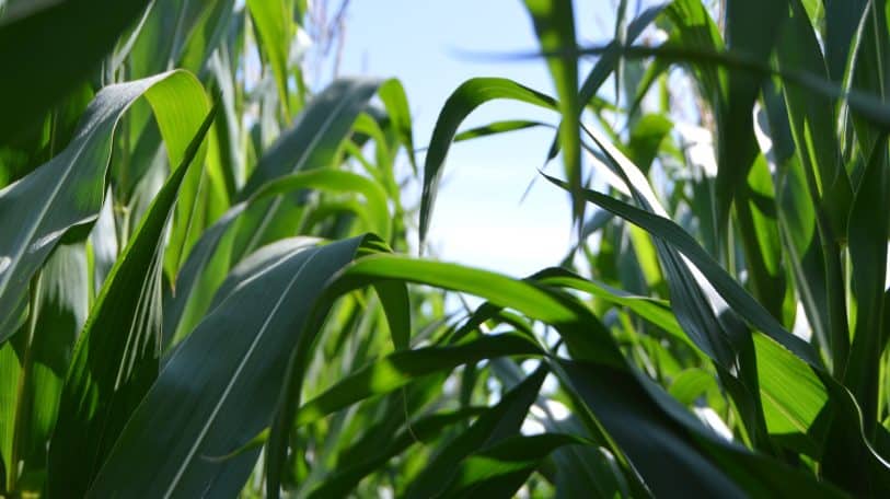 Comment Moise Katumbi veut financer l’agriculture par les mines ?