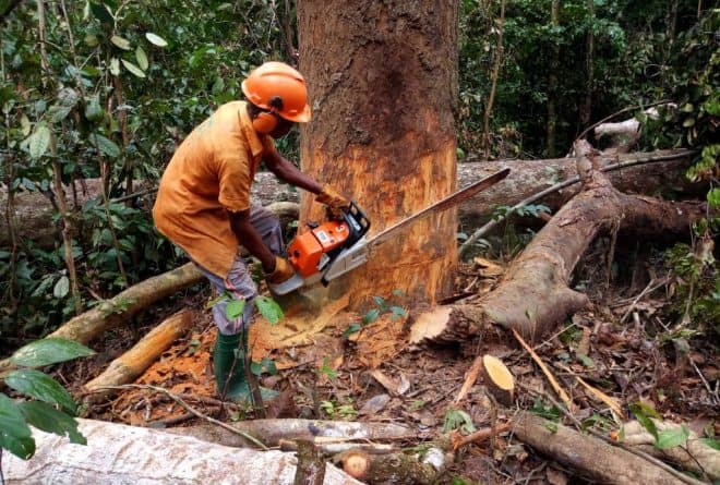 Les défis de la conservation des forêts tropicales en RDC