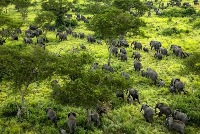 L’avenir des parcs nationaux au Congo : trouver l’équilibre entre conservation et développement