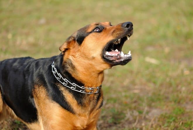 La rage, une maladie qui rappelle l’urgence de la vaccination des chiens