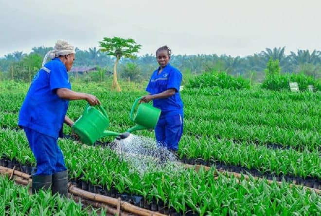 Transformer l’agriculture en opportunités économiques en RDC : comment PHC soutient les communautés rurales
